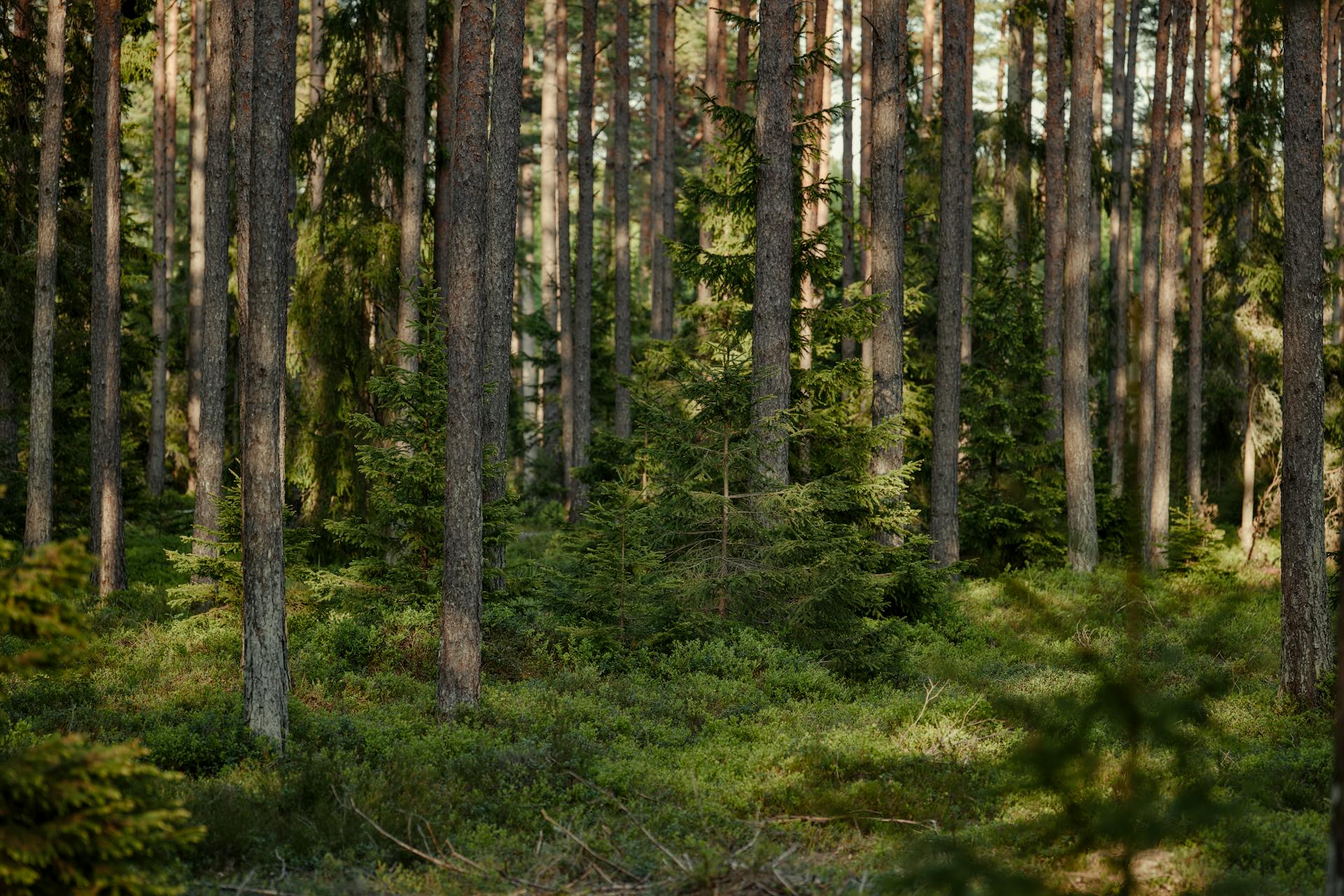 pexels-lauripoldre-35370286
